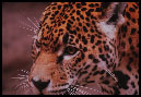 Leopard.jpg (12145 bytes)